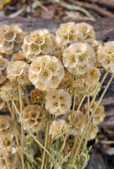 Scabiosia - Large Bunch - Natural
