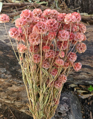 Scabiosia - Large Bunch - Soft Cherry Pink