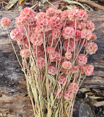 Scabiosia - Large Bunch - Soft Cherry Pink