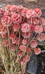 Scabiosia - Large Bunch - Soft Cherry Pink