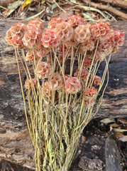 Scabiosia - Large Bunch - Dusty Burnt Rose Pink