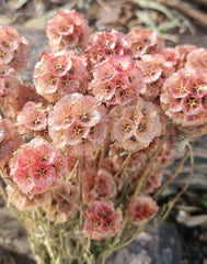 Scabiosia - Large Bunch - Dusty Burnt Rose Pink