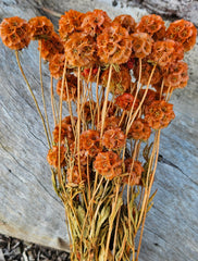 Scabiosia - Large Bunch - Burnt Orange