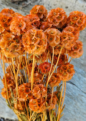 Scabiosia - Large Bunch - Burnt Orange
