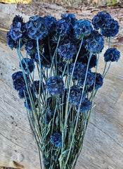Scabiosia - Large Bunch - Sapphire Blue