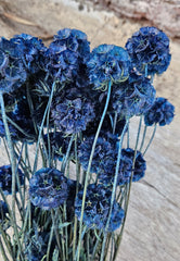 Scabiosia - Large Bunch - Sapphire Blue