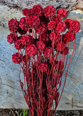Scabiosia - Large Bunch - Ruby Red