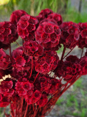 Scabiosia - Large Bunch - Ruby Red