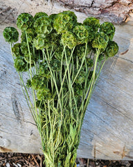 Scabiosia - Large Bunch - Olive Green