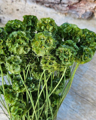 Scabiosia - Large Bunch - Olive Green