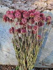 Scabiosia - Large Bunch - Dusty Plum Purple
