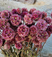 Scabiosia - Large Bunch - Dusty Plum Purple