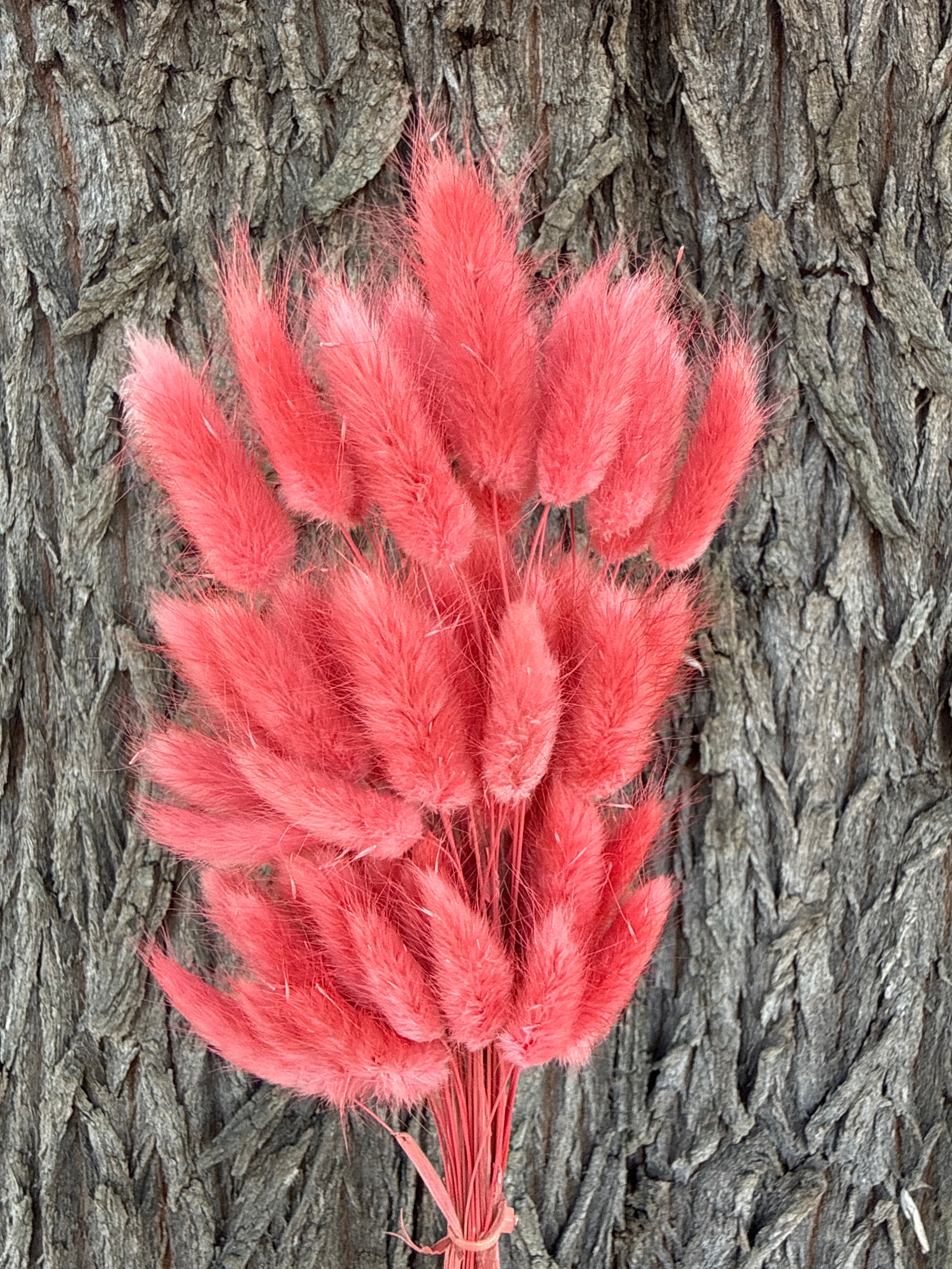 Bunny Tails/Pussy Tails - Coral Pink – The Green Shed