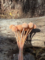 Billy Buttons  - Soft Salmon Orange/Pink