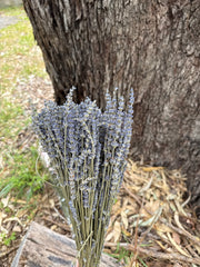 Lavender Dried