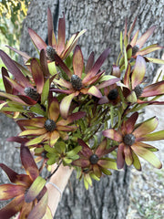 Leucadendron - Dried - Red & Green