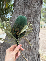 Banksia Hookeriana - Green Tones - Perfectly imperfect
