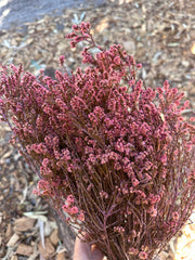 Scholtzia - Preserved - Rosy Pink Tones