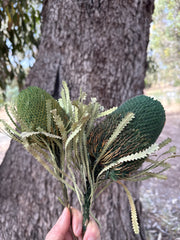 Banksia Hookeriana - Green Tones - Perfectly imperfect