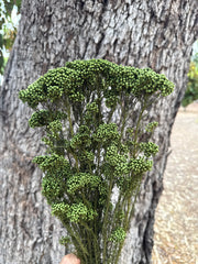 Rice flower - Olive Green