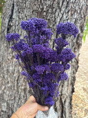 Rice flower - Purple Passion