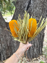 Banksia Hookeriana - Mustard Yellow
