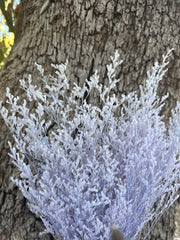 Limonium / Misty / statice - Soft Pastel Lilac