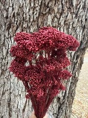Rice flower - Deep Burgundy Red