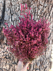 Scholtzia Flower - Preserved - Sweet Pink Tones