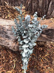 Gum - Eucalyptus - Premium PRESERVED Green