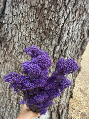 Rice flower - Purple Passion