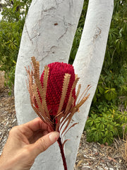 Banksia Hookeriana - Ruby Red Tones - Perfectly imperfect
