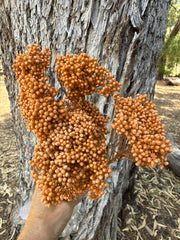 Rice flower - Soft Terracotta Orange