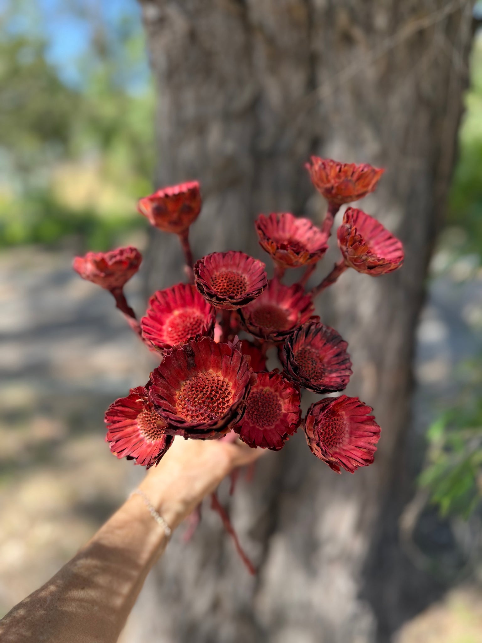Protea Compacta Rosetta - 1 Stem - Burnt Rose Red