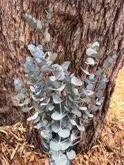Gum - Eucalyptus - Premium PRESERVED Green