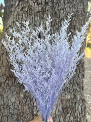 Limonium / Misty / statice - Soft Pastel Lilac