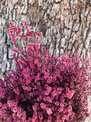 Scholtzia Flower - Preserved - Sweet Pink Tones