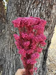 Rice flower - Raspberry Pink
