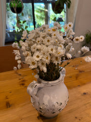 Daisies / Daisy - Rhodanthe