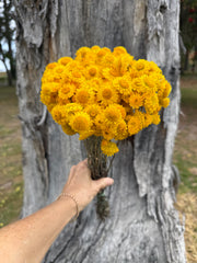 Everlasting Daisies - Golden Waitzia (yellow)
