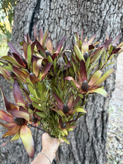 Leucadendron - Dried - Red & Green