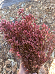 Scholtzia - Preserved - Rosy Pink Tones