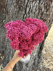 Rice flower - Raspberry Pink