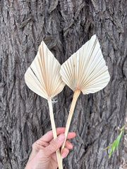 Palm  - Thin Stem Spear - Bleached Off White - 1 Stem
