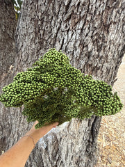 Rice flower - Olive Green