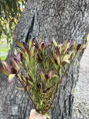 Leucadendron - Dried - Red & Green