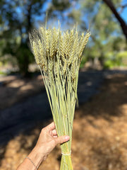 Wheat - Natural - DRIED