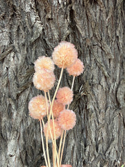 Scabiosia - Coral pink blush