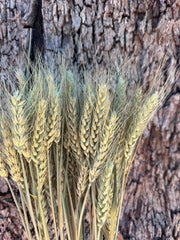 Wheat - Natural - DRIED