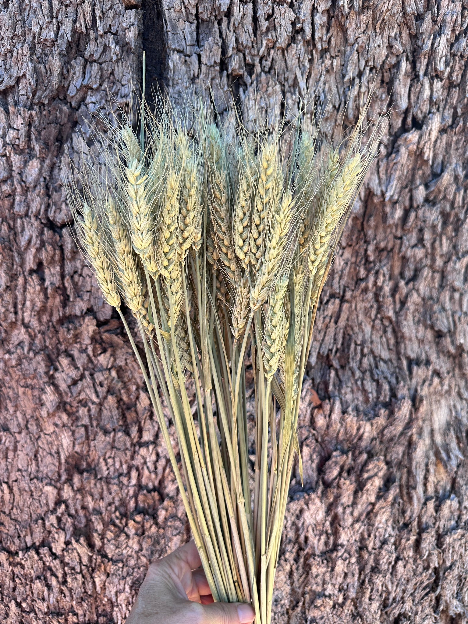 Wheat - Natural - DRIED